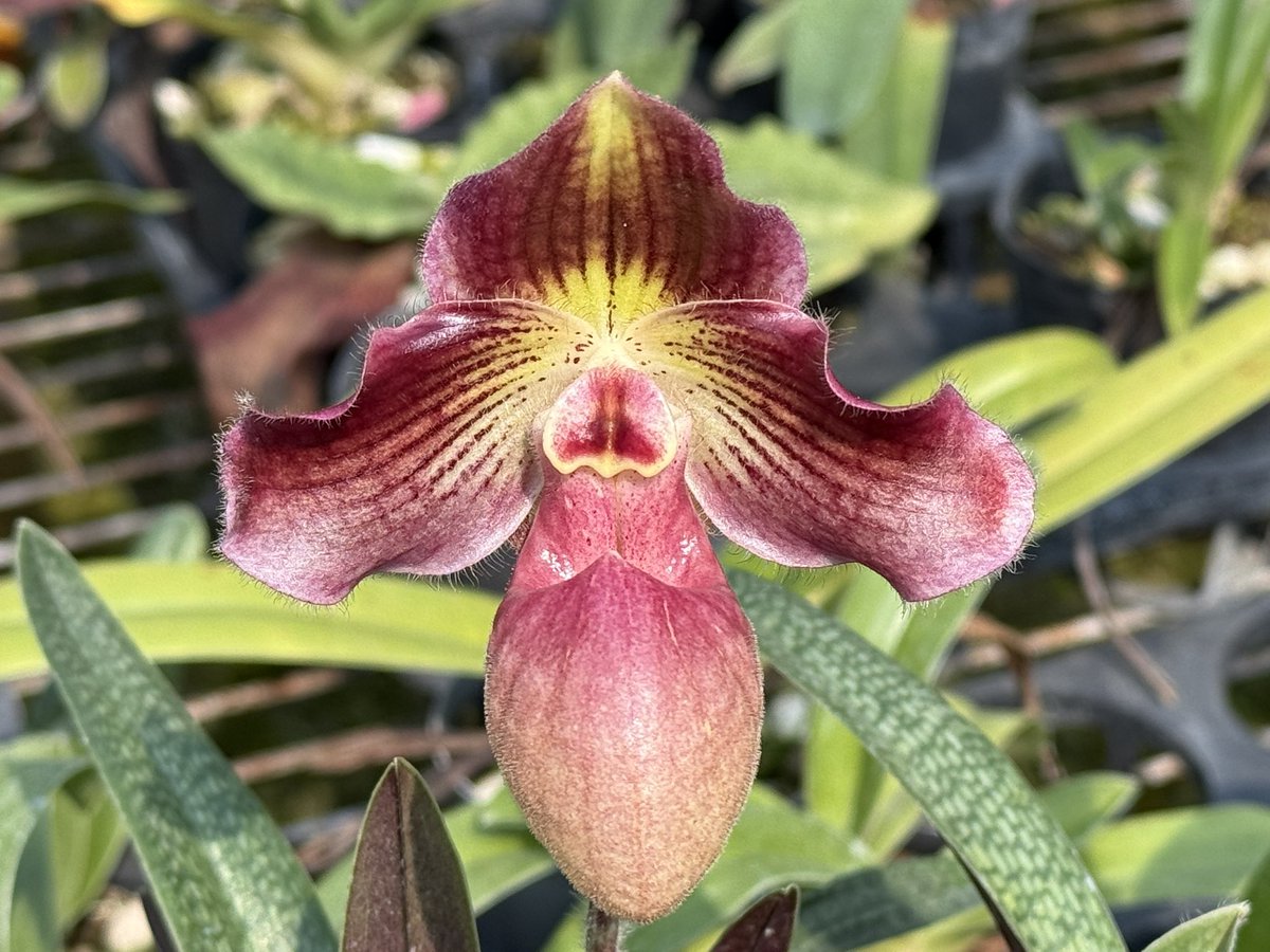 Paph. Tanja Pinkepank