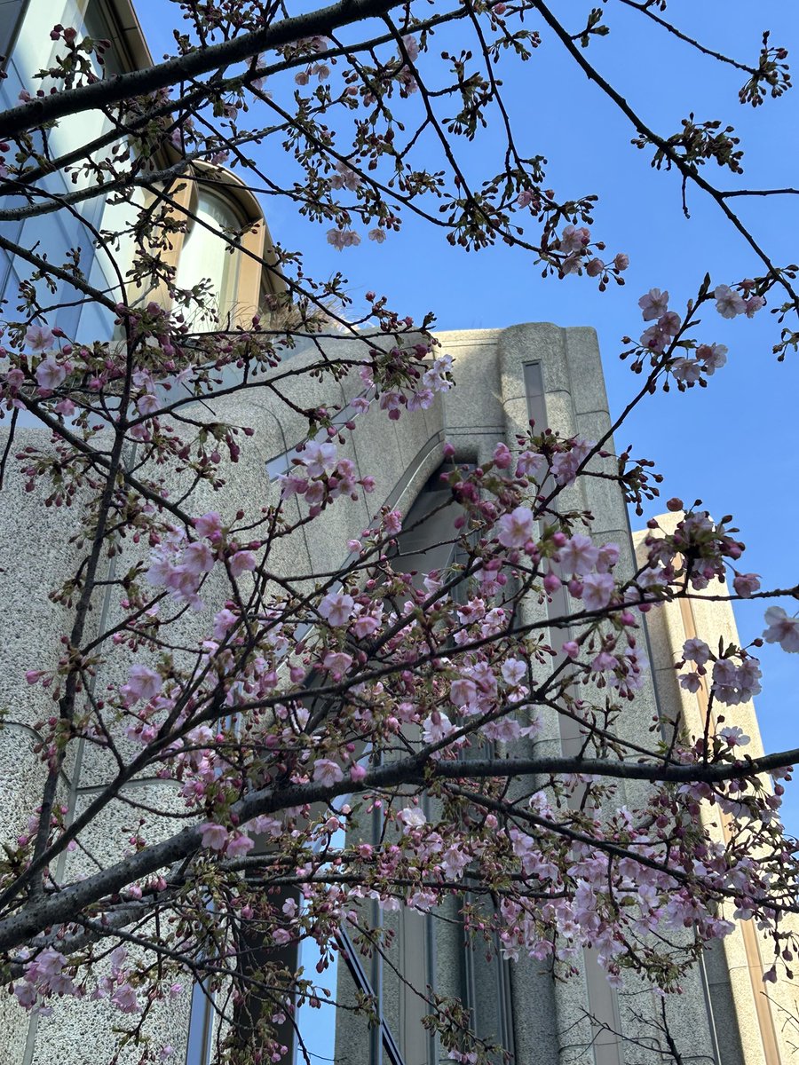 Retro_Marie777's tweet photo. わ、桜🌸🌸

#桜 https://t.co/yCrLRPDwsg