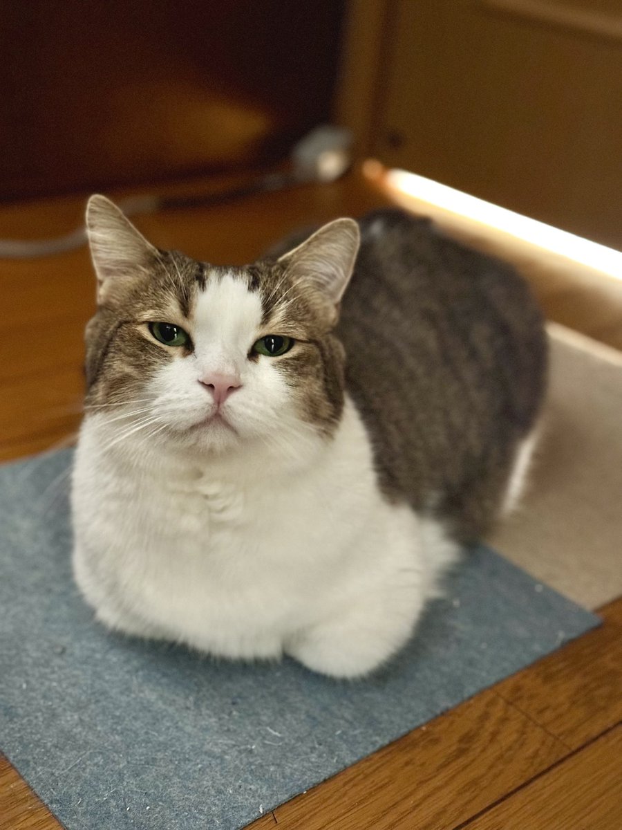 ふたみ tweet media