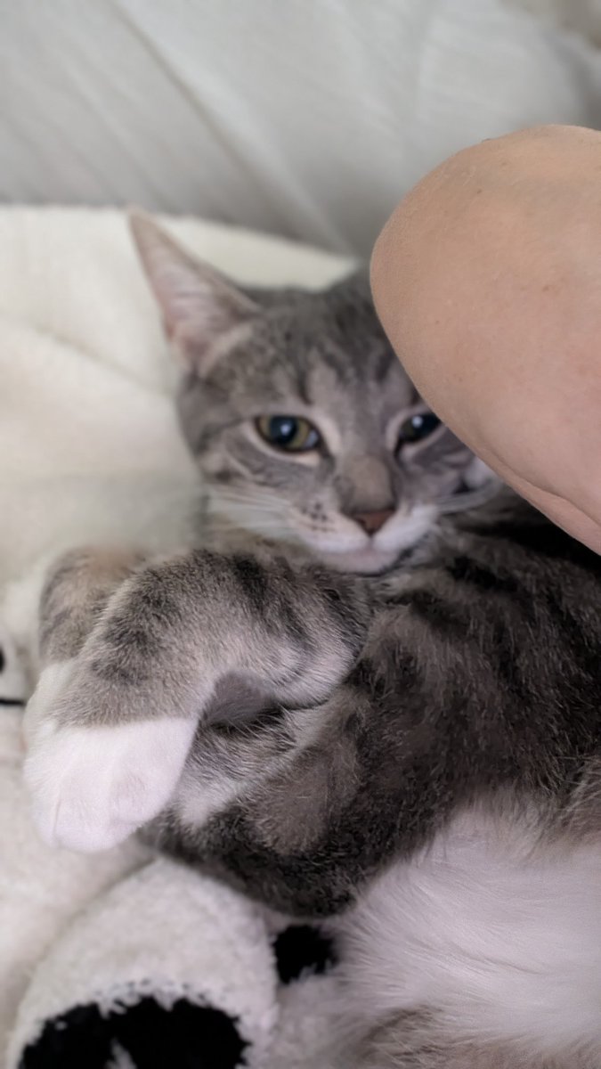 Jello and Hankface 🌈🌈😇😇 tweet media