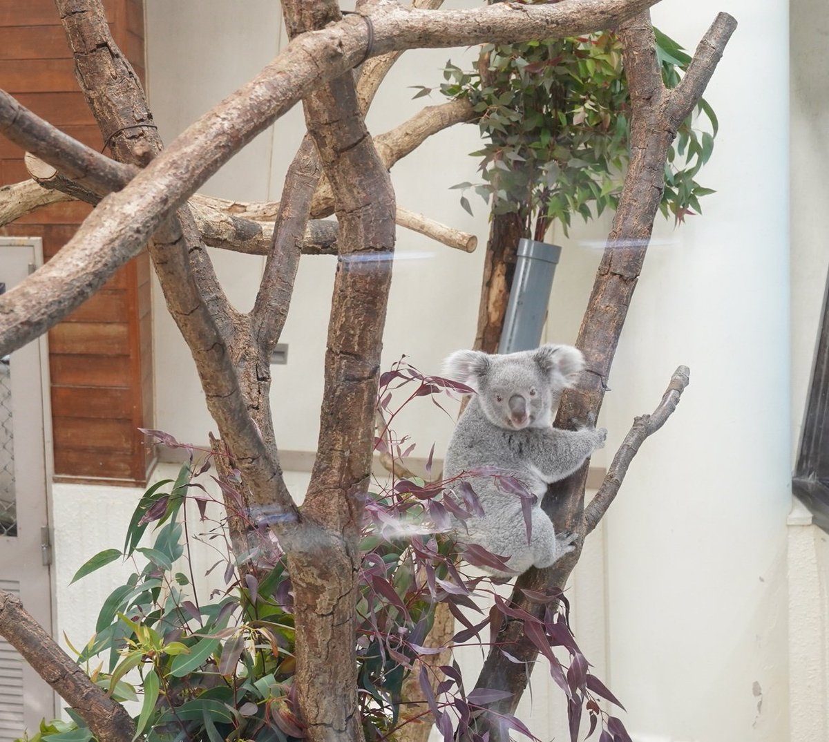 狙いをさだめて、、、ﾌｧｯ💨💨💨 #さち #さちだって飛べるもん #コアラ #SCZ