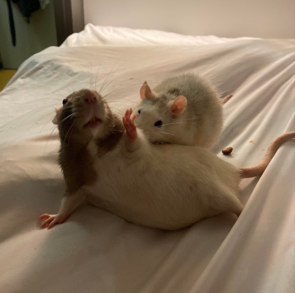 Rats (@legalizerats) on Twitter photo 