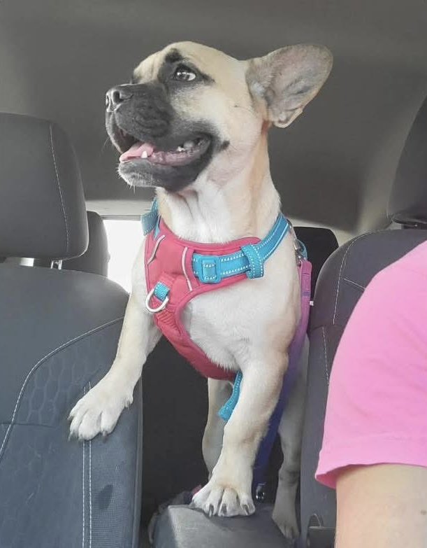 dogs_dc's tweet photo. Monday, February 9, 2026

Please🙏 share for:

TRU Rescue
Phoenix, MD 21131

❣️🐶 Meet Nacho🐾🐾!! 

This laid back guy is so awesome and will fit into any setting. At 33lbs this Frenchie mix is the perfect size and ready to chill on the couch with a good chew toy. 🦴 

Nacho🐾🐾 is house trained and crate trained and good with other dogs and cats. He adores all toys and all people and is ready for his forever home❤️. 

Apply for Nacho🐾🐾❤️ today at https://t.co/uzw96ZAvnm

Always adopt, don’t shop for a dog.🐾🐾

Rescue, Dogs, Rock!🐾🐾

In addition, please have your pets, spayed or neutered!
#adoptme
#rescuedogsrock
#adoptarescuedog
#fosterarescuedog
#fosteringsavesdogslives
#rescueismyfavoritebreed
#adoptdonotshopforadog
#rescuedogsrockdc
#iloverescuedogs