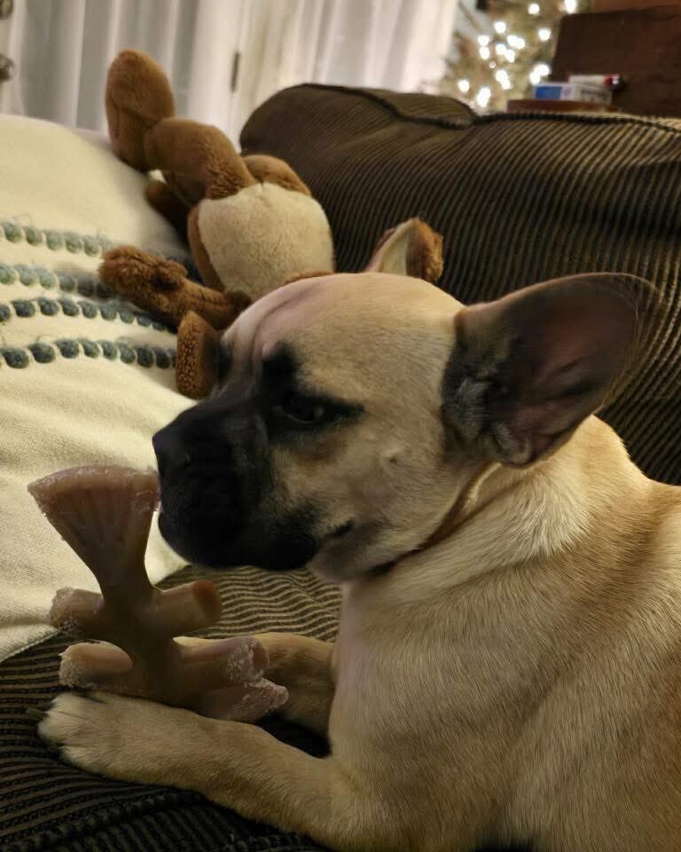 dogs_dc's tweet photo. Monday, February 9, 2026

Please🙏 share for:

TRU Rescue
Phoenix, MD 21131

❣️🐶 Meet Nacho🐾🐾!! 

This laid back guy is so awesome and will fit into any setting. At 33lbs this Frenchie mix is the perfect size and ready to chill on the couch with a good chew toy. 🦴 

Nacho🐾🐾 is house trained and crate trained and good with other dogs and cats. He adores all toys and all people and is ready for his forever home❤️. 

Apply for Nacho🐾🐾❤️ today at https://t.co/uzw96ZAvnm

Always adopt, don’t shop for a dog.🐾🐾

Rescue, Dogs, Rock!🐾🐾

In addition, please have your pets, spayed or neutered!
#adoptme
#rescuedogsrock
#adoptarescuedog
#fosterarescuedog
#fosteringsavesdogslives
#rescueismyfavoritebreed
#adoptdonotshopforadog
#rescuedogsrockdc
#iloverescuedogs