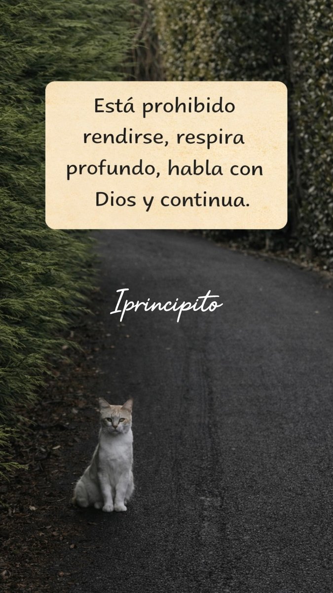 iPrincipito's tweet photo. ✨📩 https://t.co/wmpe0LHT8c