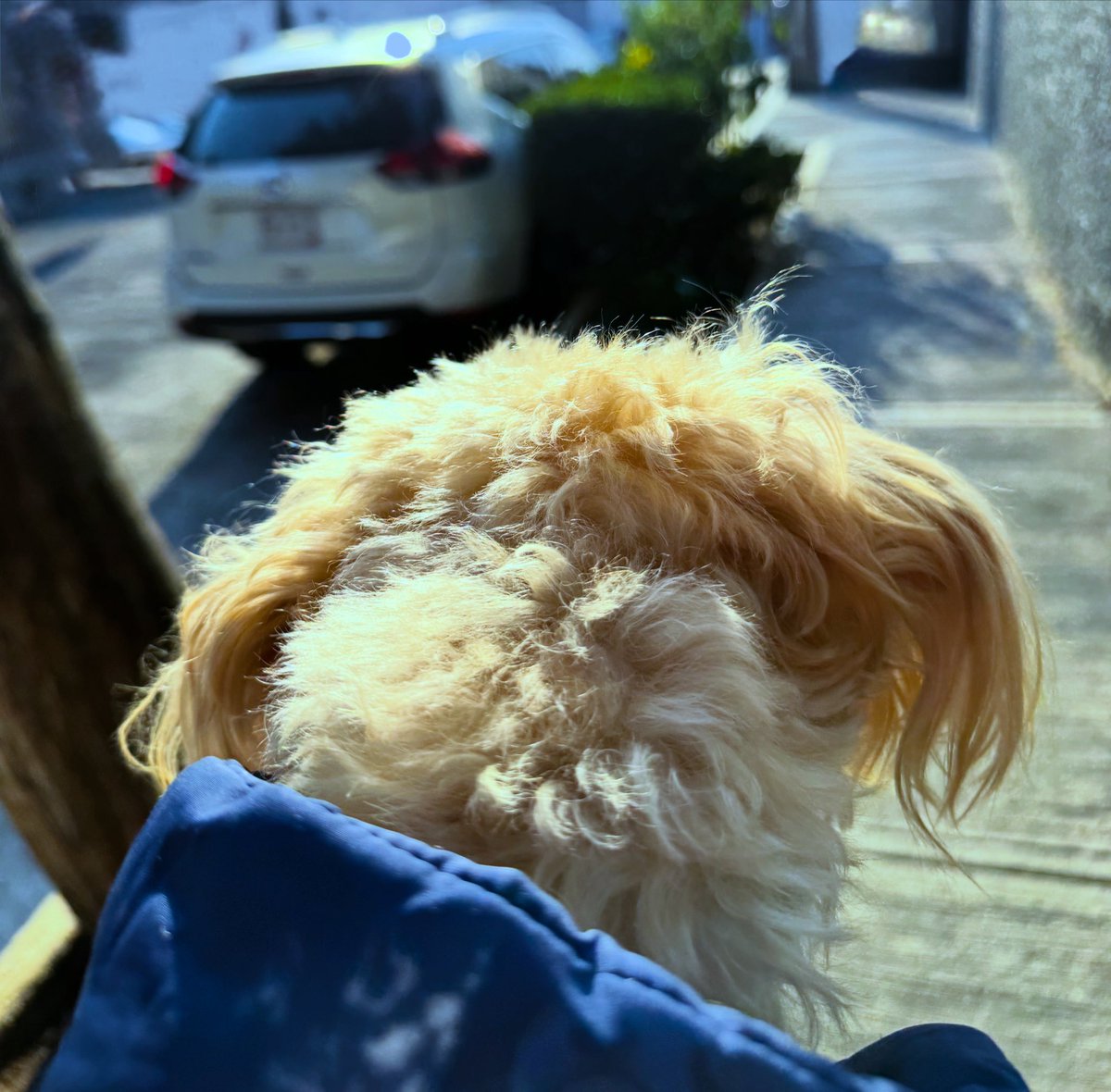 norma_rr's tweet photo. Paseando andamos!!!
TE AMO muchito mis Ojitos de Capulín 🐾🐾❤️
#Lunita&amp;me https://t.co/9c8MarCpc1