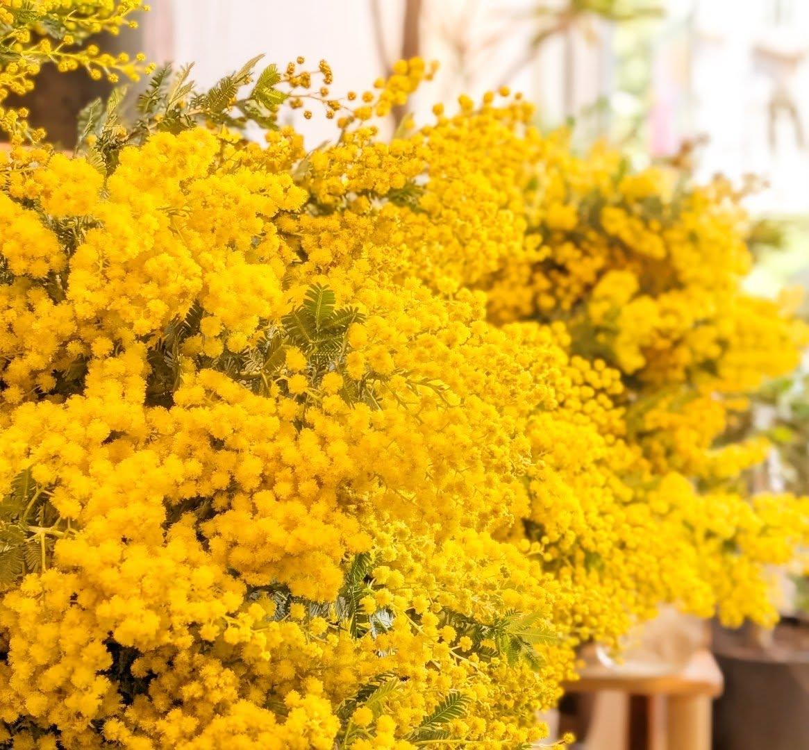 ミモザも入荷！ 本日よりミモザワークショップもスタートします