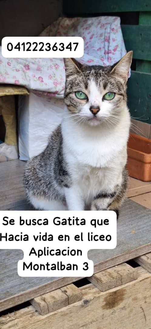 PerroUsuario Wof '•' tweet media