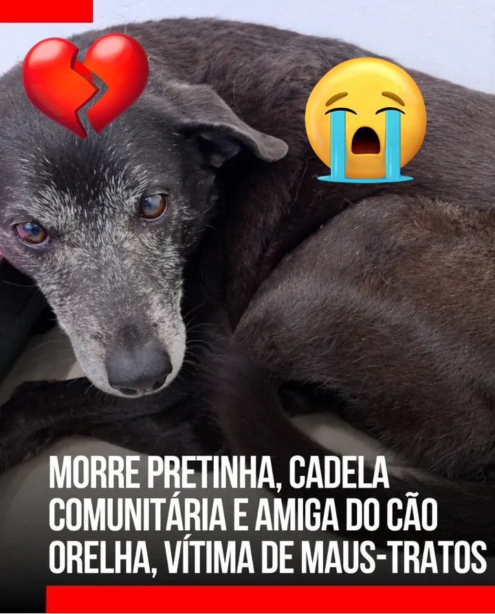 lola19803789's tweet photo. JUSTIÇA PELOS ANIMAIS  #JustiçaPorOrelha https://t.co/SqIBpEsegX