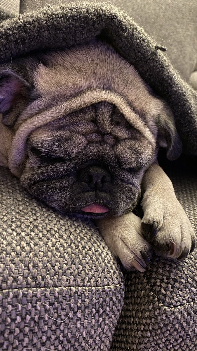 Dogs4Ever tweet media