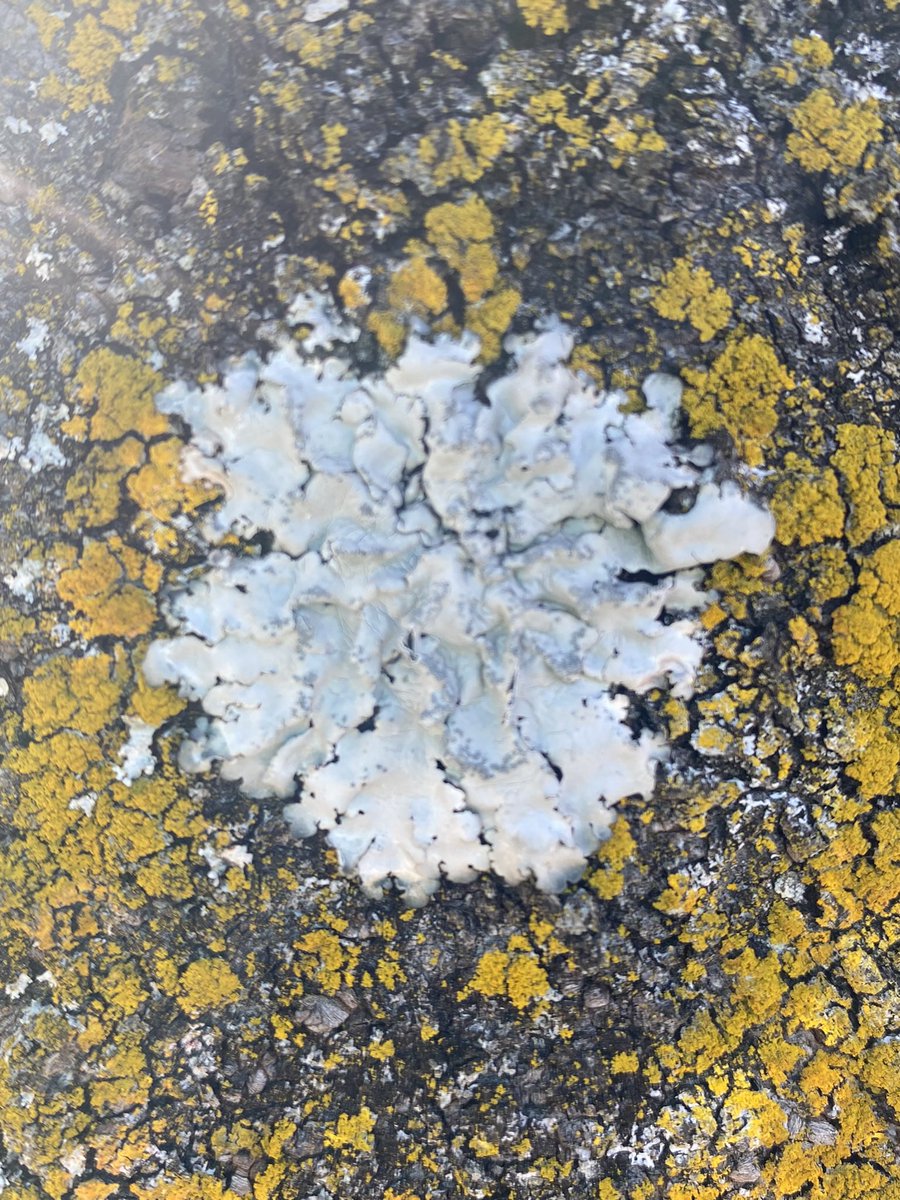 chiilichen's tweet image. おはよお〜

きのう桜もちとうぐいす餅を食べた❣️春だ❣️🌸🫛
今朝は朝ごはんを食べて歯磨きをしました✨

今日も気をつけて生きよう

#おはよう地衣類