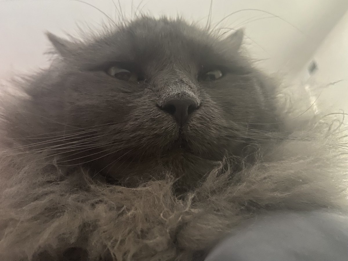 Emmy🦖 tweet media