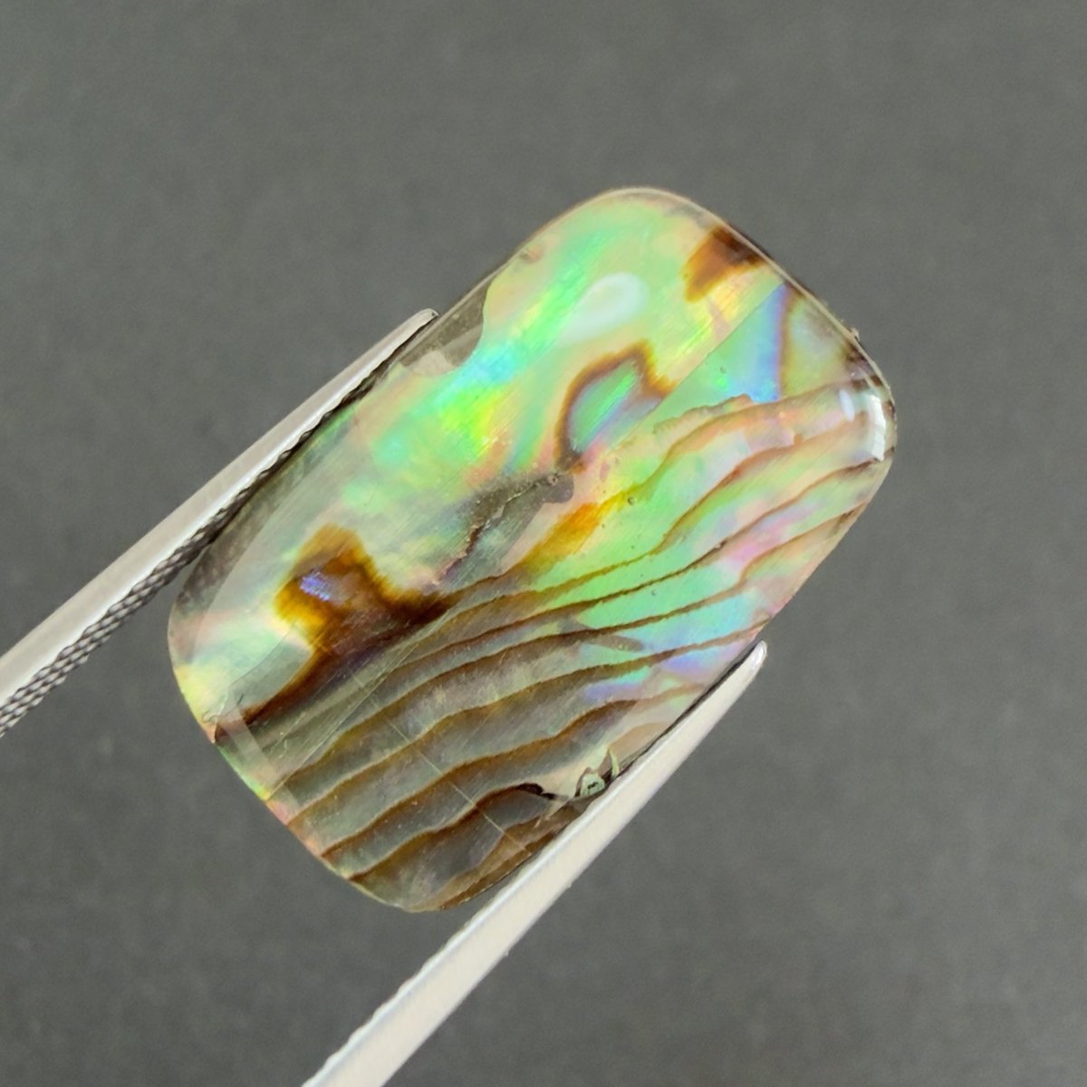 虹色に輝くアバロンシェル🌈 今日の18時に出品します😊