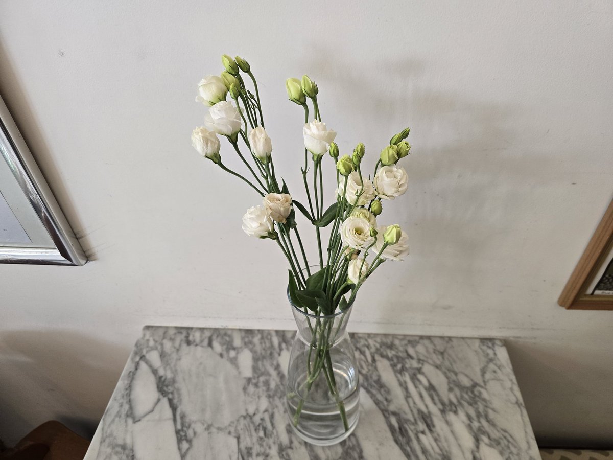 zipinsight's tweet image. 사장님이 사온 꽃을 적당히 케멕스 커피 브루워에 담아 봅니다

꽃 보면서 술 한잔 하고 싶네요 ㅎ

항생제랑 진통제 얼릉 그만 먹고 술 한 잔 할 수 있으면 좋겠습니다 ㅎ

2주간 금주라니 힘드네요 ㅎㅎ