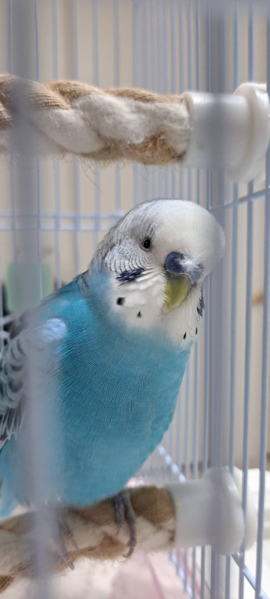 komosuke tweet media