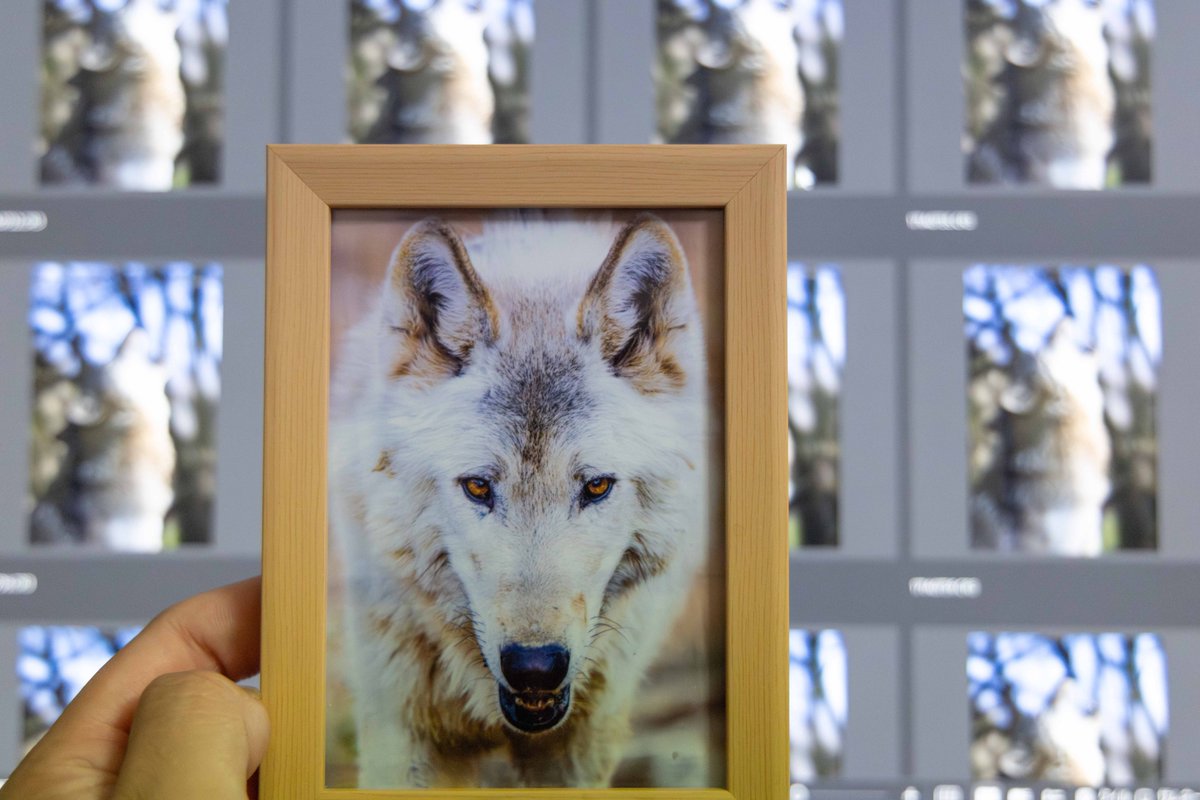 WASHIKI🐺🌊WolfGrapher (@pray_for_wolves) / Posts / X