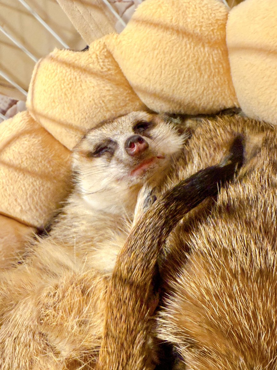 すやぁ…😴 まだまだ元気に営業しております❣️ お気軽にお立ち寄り