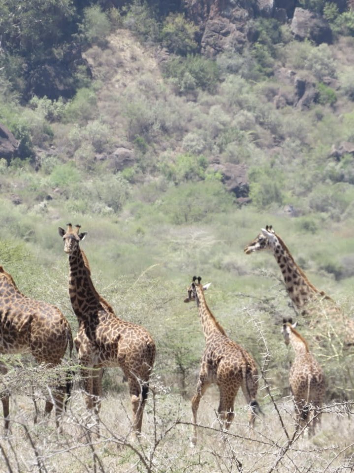 Is there anything better than hearing there’s another little baby at Empaash Conservancy?! We don’t think so 💛🦒

These photos might not be the clearest, but we were so excited to see them - we just had to share them with you all! 

#savegiraffesnow