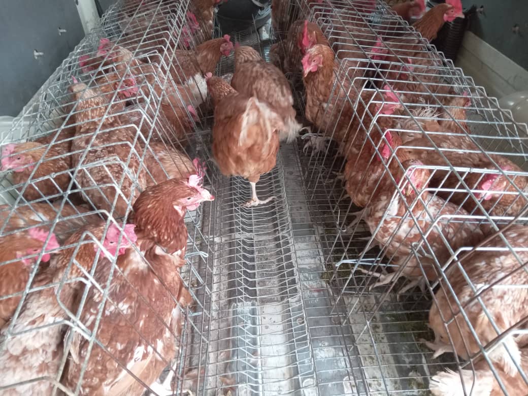 oskidobanoko's tweet image. Am selling chicken ex-layers? 
For orders 0772473009 or 0977906609.
I supply quality ex-layers at affordable prices.
Delivery is at a Fee.
Kindly RT.
