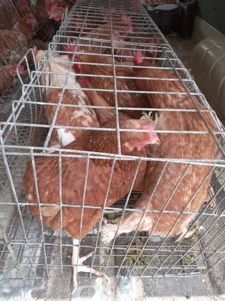 oskidobanoko's tweet image. Am selling chicken ex-layers? 
For orders 0772473009 or 0977906609.
I supply quality ex-layers at affordable prices.
Delivery is at a Fee.
Kindly RT.