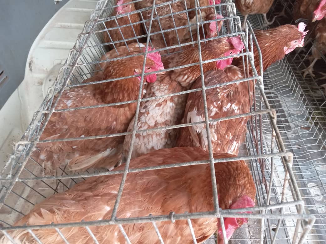 oskidobanoko's tweet image. Am selling chicken ex-layers? 
For orders 0772473009 or 0977906609.
I supply quality ex-layers at affordable prices.
Delivery is at a Fee.
Kindly RT.
