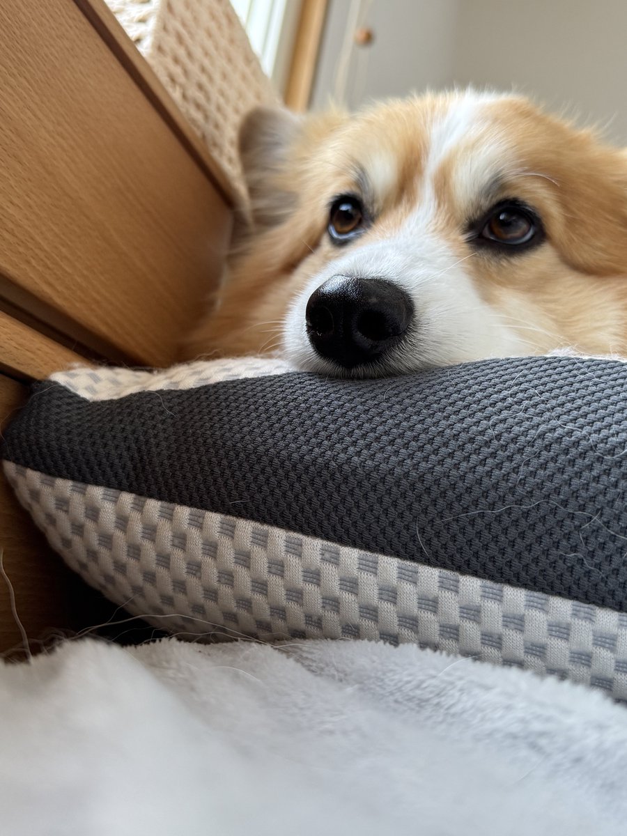 あと3秒で寝るイッヌ #コーギー #corgi