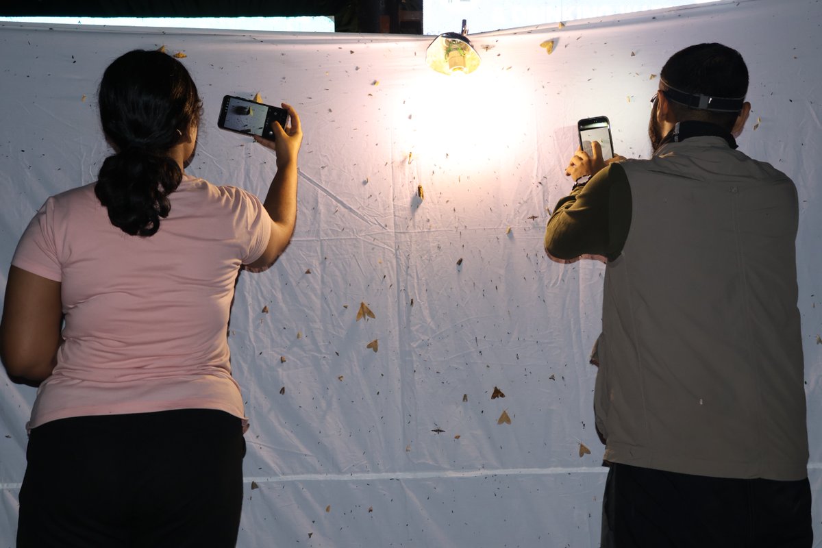 ddnandankanan's tweet photo. A Moth watch was conducted at Nandankanan with 5 participants where 51 species of moth were spotted from families like:
Erebidae, Crambidae, Sphingidae, Geometridae etc.
@PCCFWL_Odisha @ForestDeptt @CZA_Delhi #citizenscience #zooeducation #mothwatching https://t.co/MU1S41GuiG