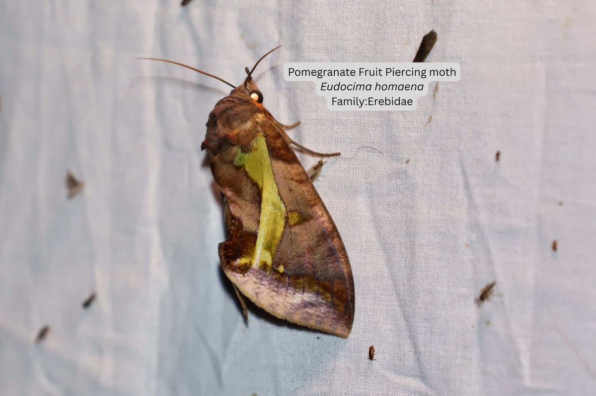 ddnandankanan's tweet photo. A Moth watch was conducted at Nandankanan with 5 participants where 51 species of moth were spotted from families like:
Erebidae, Crambidae, Sphingidae, Geometridae etc.
@PCCFWL_Odisha @ForestDeptt @CZA_Delhi #citizenscience #zooeducation #mothwatching https://t.co/MU1S41GuiG