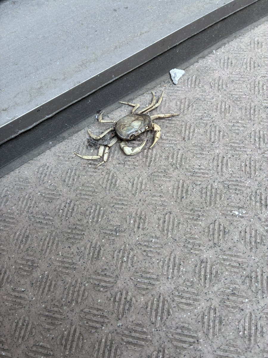 ポンタ・ポンザウルス tweet media