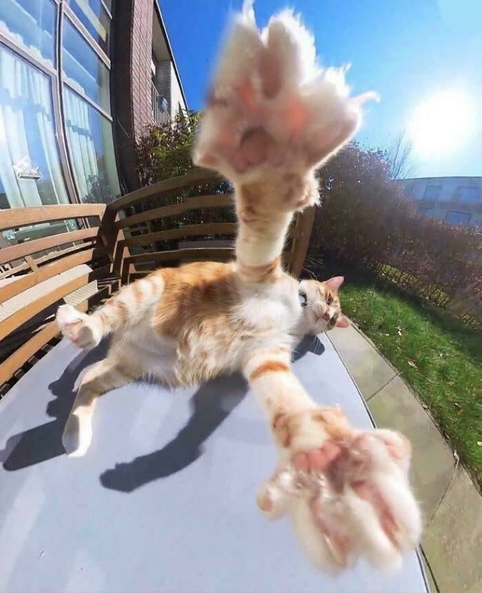 Cat Posted (@catposted) on Twitter photo 