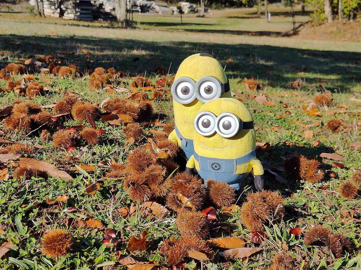 MiniOnTourES's tweet image. Hemo vuelto a #Bragança ​🏰, una ciudad que nos encanta 😍, para disfrutar de uno de sus productos más destacados, la #castaña 🌰. ¿Quieres saber todo lo que hicimos? 😜
👉​bit.ly/MagostoBraganza
@visitportugal @visitportonorth @visitportonorth