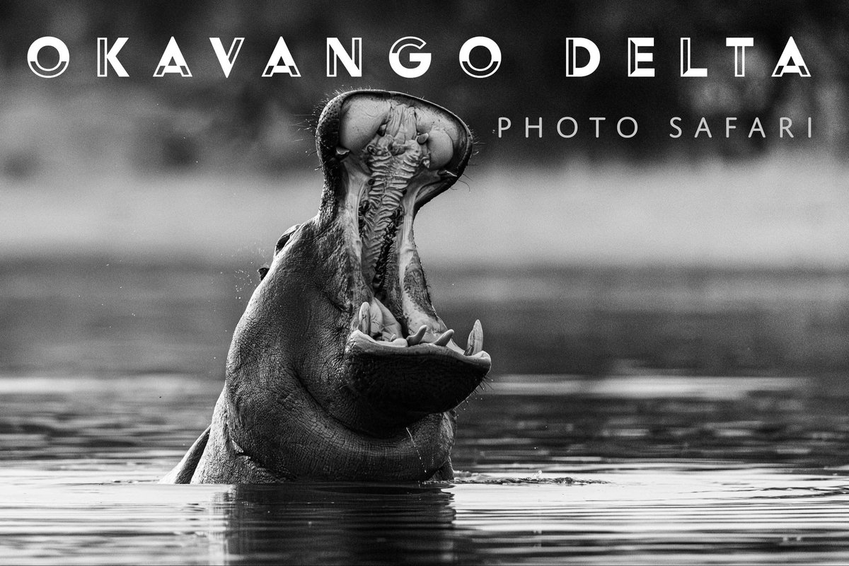Rhulani_Photo's tweet photo. Experience the magic of the Okavango Delta! 

https://t.co/5PdyP1eVhA https://t.co/QrZyn5hGuF