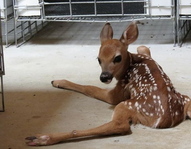 ipostdeer's tweet image. gn