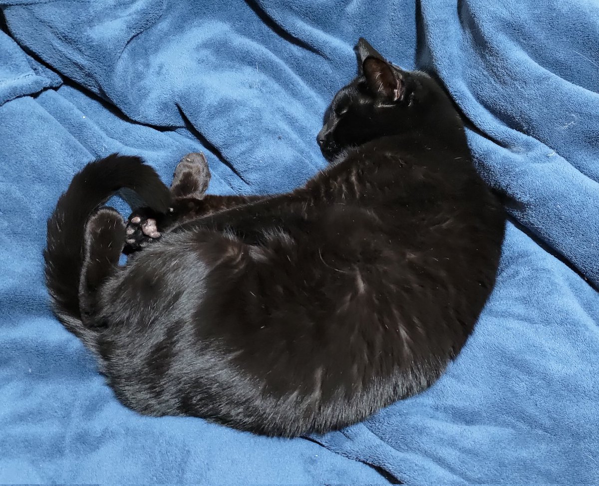 ポメ@ぽめ (@pome777) / Posts / X