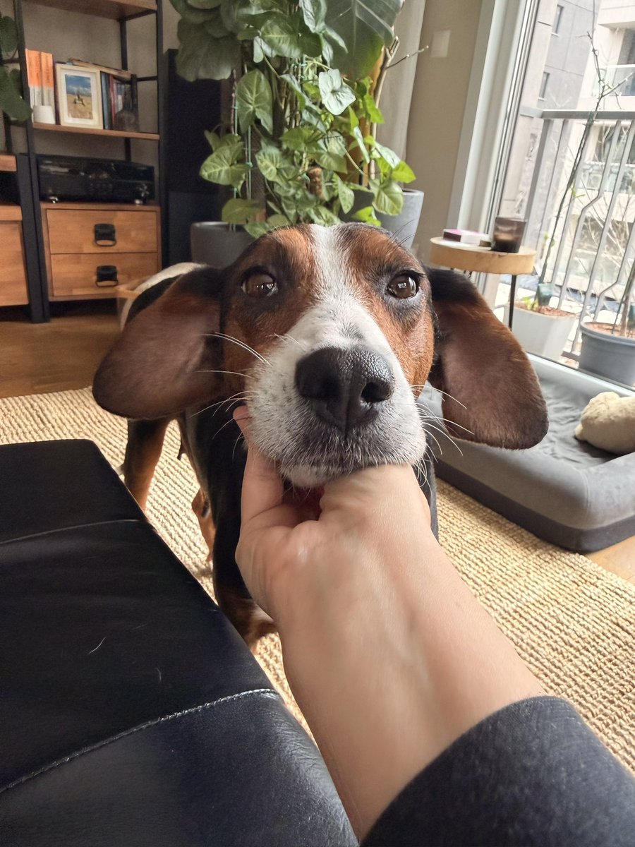 Vino’nun tuvalet için dışarı çıktığında, yolu kaybetmemek için köpek balığı gibi sadece evin etrafında gezmesi ve tuvaletini yapınca sevinerek eve koşması 💔 Hepsinin rüyası bi ev. Lütfen satın almayın, sahiplenin. Yuva arıyoruz🌸