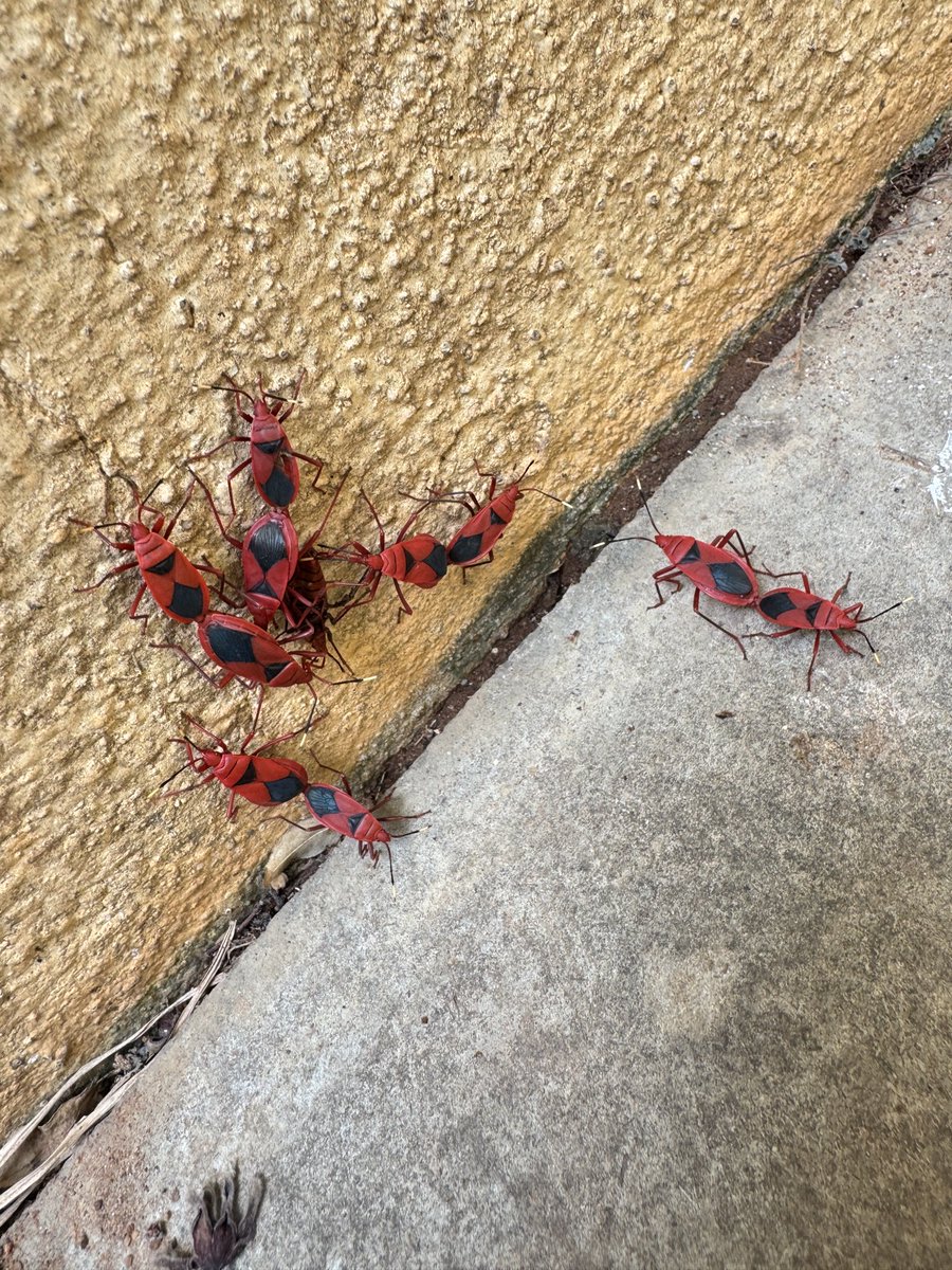 Ravenclaw tweet media