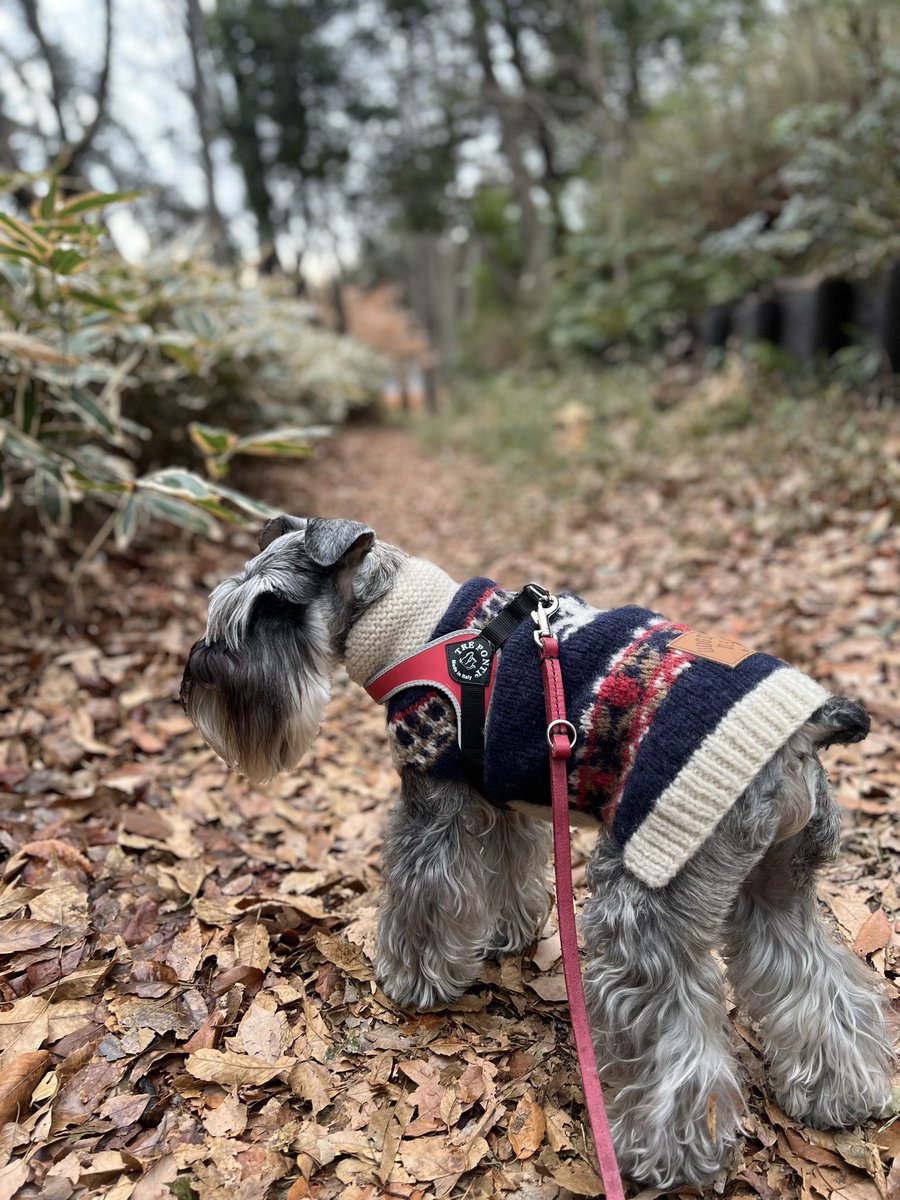 お気に入りのご近所の公園に寄り道😁 #ミニチュアシュナウザー