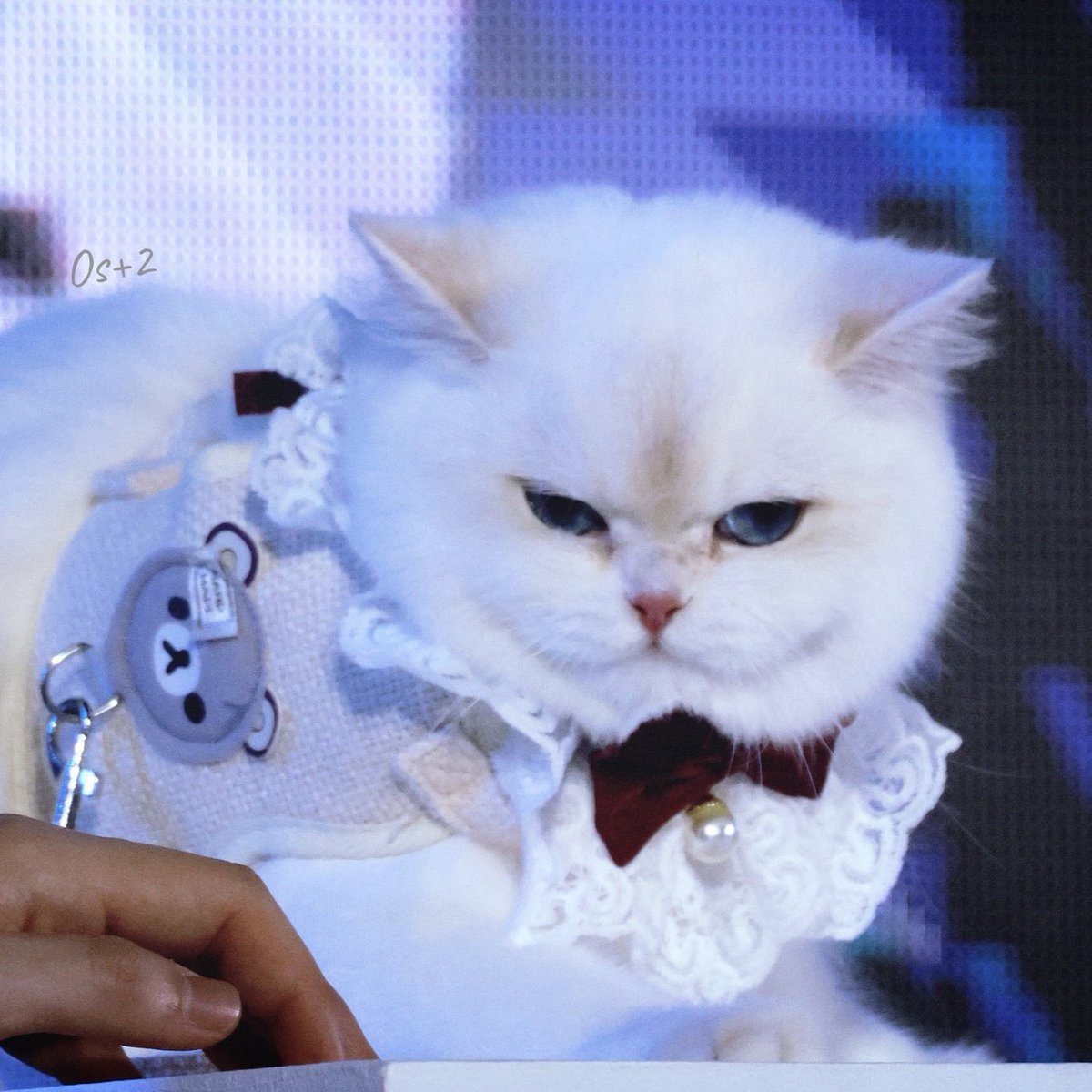 HawaiiuSunoo's tweet image. รินะตอนปกติ                              รินะตอนแปลงร่าง