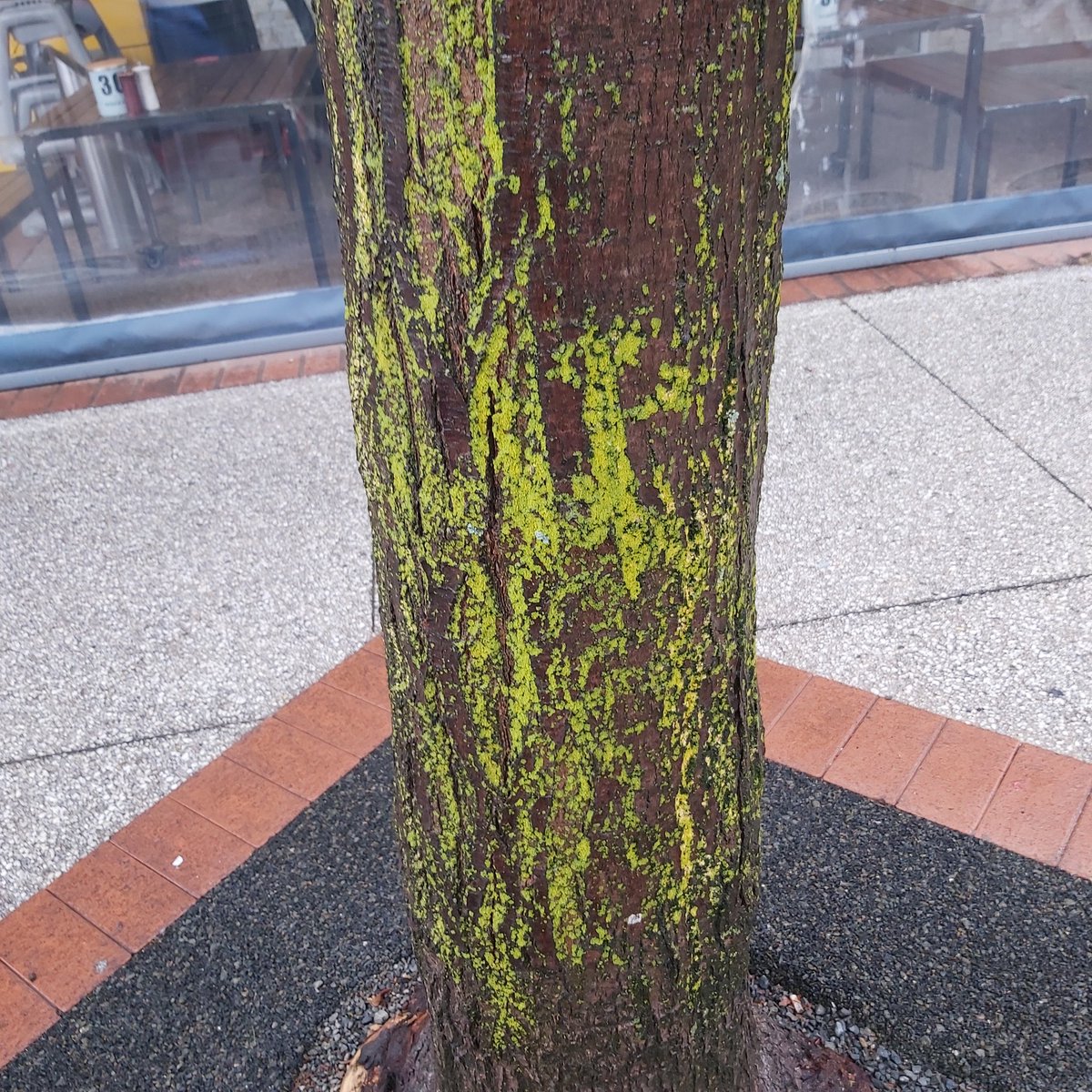 Lichen close-up after all the recent rain in #Canberra #Summer It makes the #treebark colour pop! #TreebarkTuesday #lichen