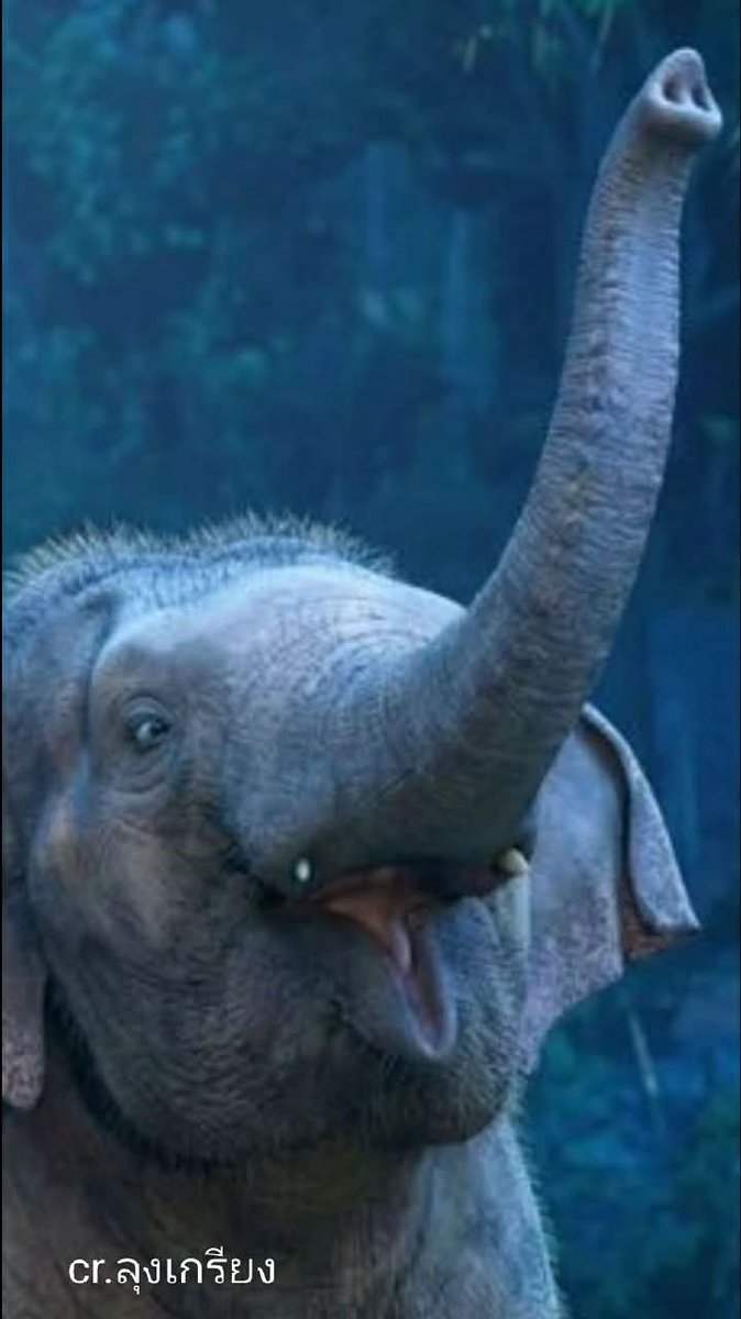 ขนายของช้างสีดอ จัดว่าเป็นสิ่งที่หายากกว่า งาช้างทั่วไป   ในมุมของความเชื่อคนไทย จัดว่าเป็นของ ขลัง ตามธรรมชาติที่หาได้ยาก (ขนาย ก็เหมือนงาช้างแต่มีขนาดเล็ก จึงเรียกว่าขนายครับ ส่วนใหญ่ช้างเพศเมียจะมีครับ แต่ช้างสีดอจะเรียกว่างาสั้นหรือตองา)
     🔥กรมอุทยานโปรดชี้แจงหน่อยว่า