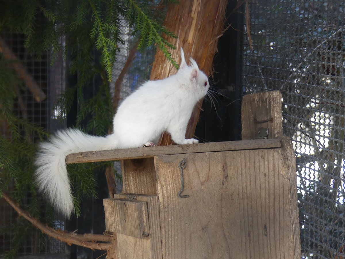 盛岡市動物公園 ZOOMO (@moriokazoo) / Posts / X