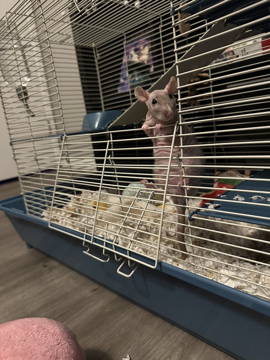 conputer girl tweet media