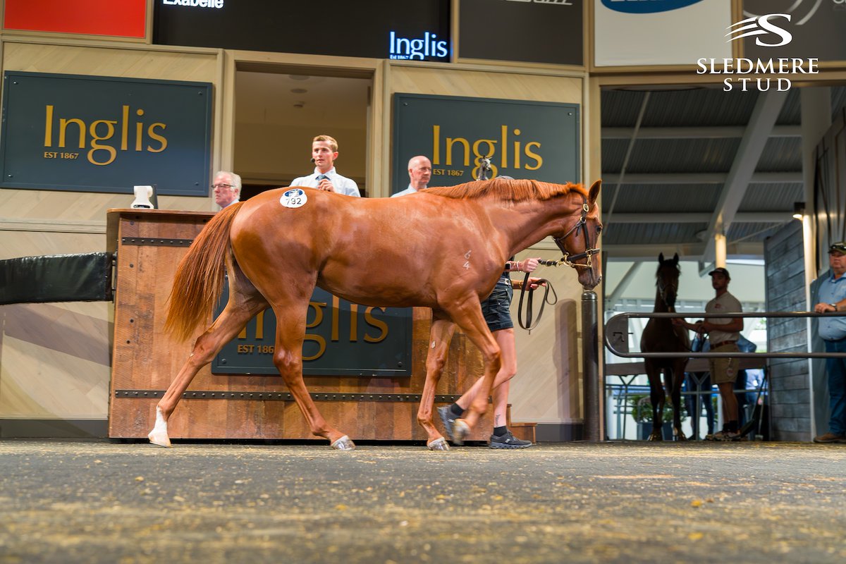 Sledmere Stud tweet media