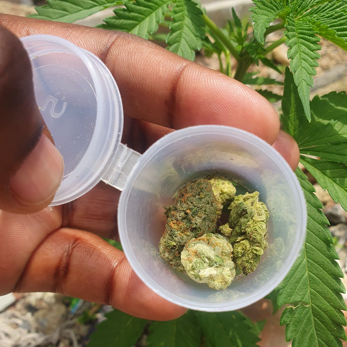 Baking_Buds's tweet photo. ❤️Valentines Sale Alert⚠️ ❤️
Indulge in our irresistible edibles and flower.
Make their heart melt 💓 #Mmemberville
https://t.co/XqRHASnuHI https://t.co/0CBnoOuVSl