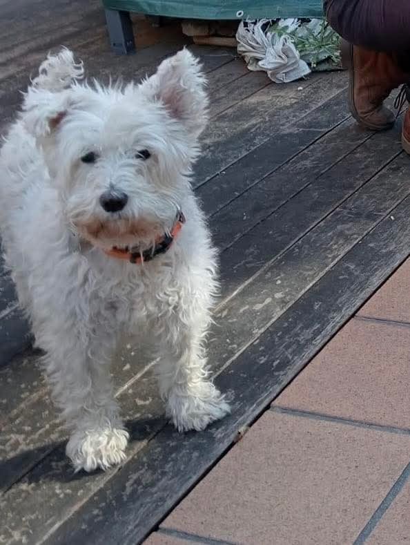 🆘🆘¡¡ATENCIÓN!!🆘🆘
KIWI perrita Schnauzer perdida  el sábado en #ElVendrell #Tarragona.
Salió huyendo por el ruido de los petardos lanzados en la zona de un instituto.
Si la ves contacta con la policía local
📞 977154444
Máxima difusión
📣📣📣
#XarxaTarragonaPerduts
#FemXarxa