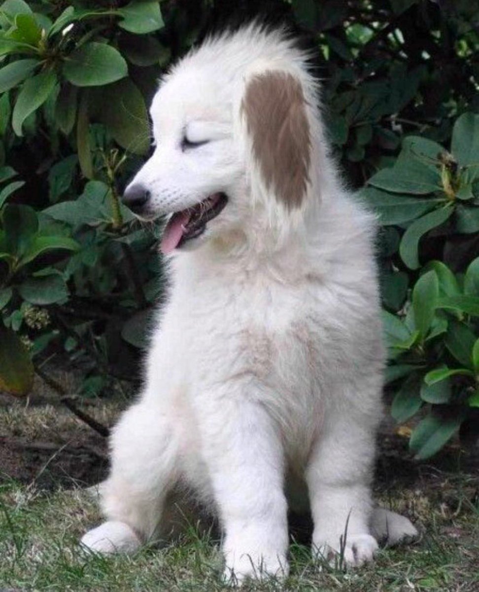 Daily Naruto tweet media