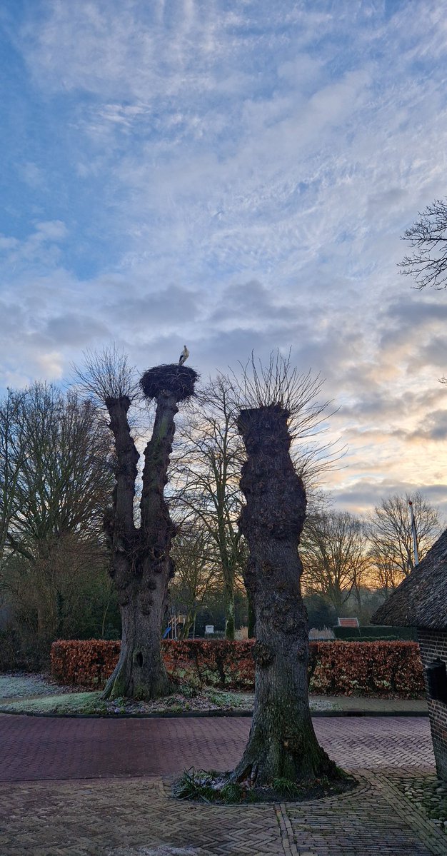 anjaprent1970's tweet image. De eerste voorjaarsperikelen....
#jufvrouwooievaar
#hollandslandschap
#Drenthe