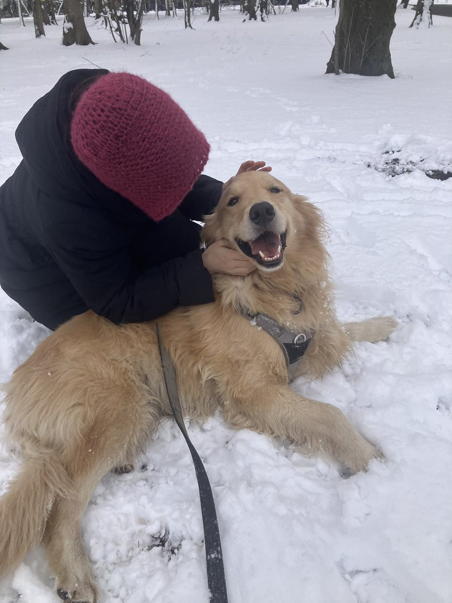 雪とナデナデにご機嫌のｲｯﾇ
#ゴールデンレトリバー