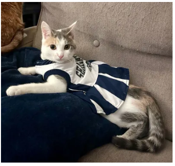 Craig S. C. Okajima tweet media