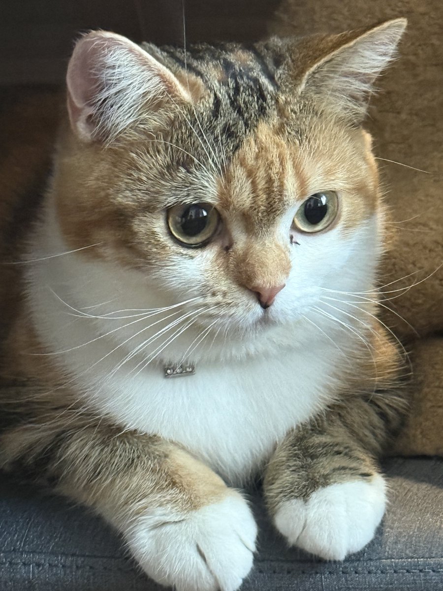 カド吉🥑南4も13b (@Eche_Gluck) / Posts / X